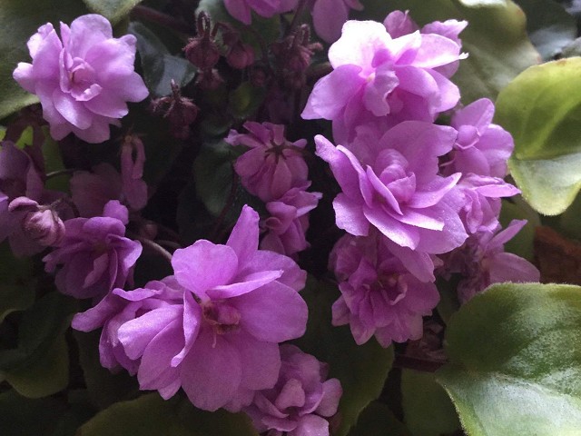 African Violet - Happy Trails